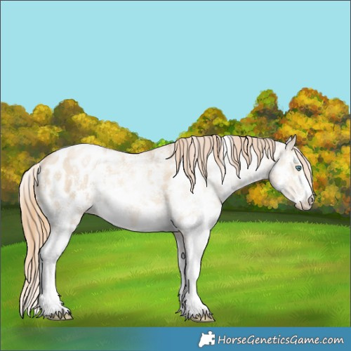 Horse Color:Smoky Grullo Pearl Sabino Appaloosa Rabicano 