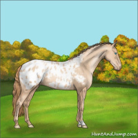 Horse Color:Gold Champagne Pearl Appaloosa Rabicano 