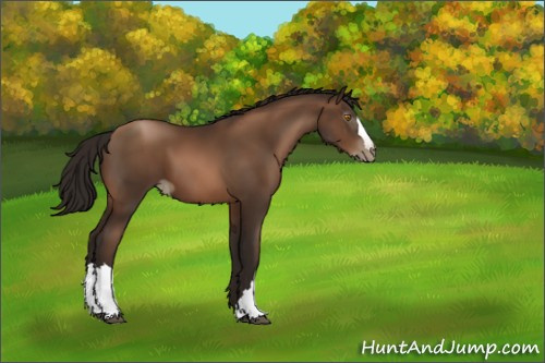 Horse Color:Gray Brown Pearl 