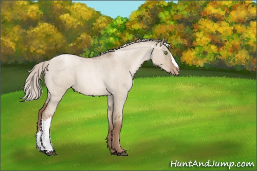 Horse Color:Silver Grullo Roan Pearl Appaloosa 