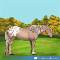 Horse Color:Liver Chestnut Pearl Appaloosa Rabicano 