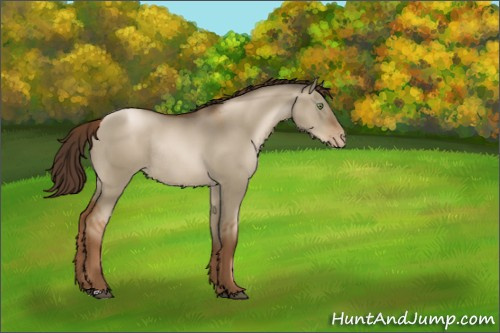 Horse Color:Gray Liver Red Dun Pearl Rabicano 