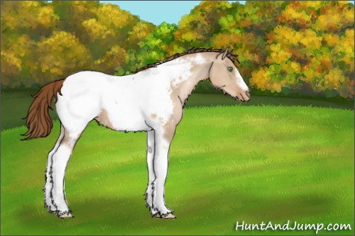 Horse Color:Liver Red Dun Pearl Tobiano Frame Appaloosa 