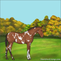 Horse Color:White Spotted Bay 