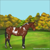 Horse Color:White Spotted Brown