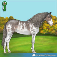 Horse Color:Liver Chestnut Mushroom Sabino 