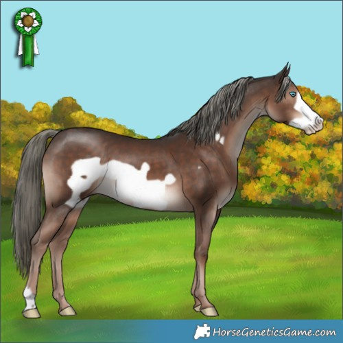 Horse Color:Liver Chestnut Mushroom Frame 