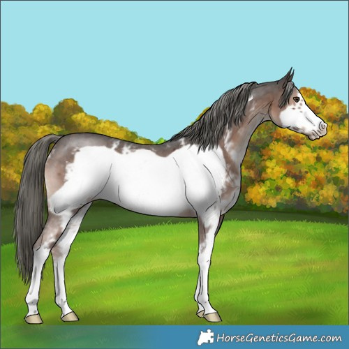Horse Color:Liver Chestnut Mushroom Sabino Frame 