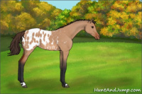 Horse Color:Bay Dun Appaloosa 