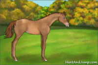 Horse Color:Gray Gold Champagne 