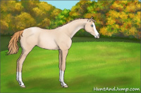 Horse Color:Gold Champagne Pearl Splash 