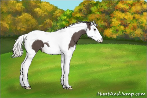 Horse Color:Silver Black Splash Tobiano 