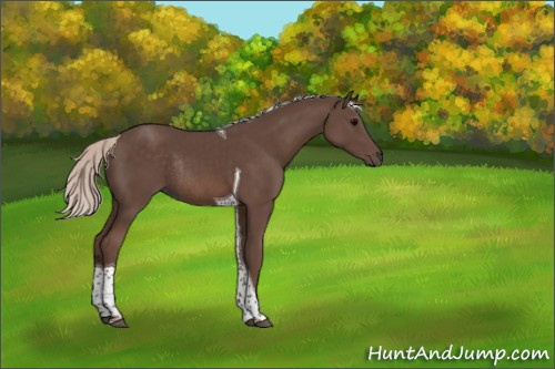 Horse Color:Silver Black Tobiano Rabicano 