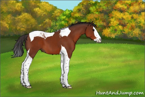 Horse Color:Bay Sabino Splash Tobiano 