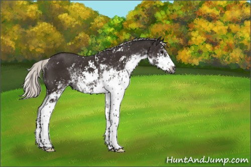 Horse Color:Gray Silver Bay Sabino 