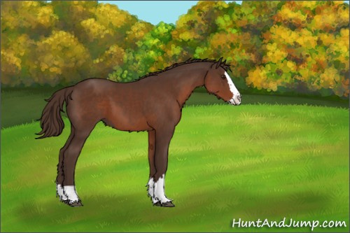 Horse Color:Liver Chestnut Sabino Splash 