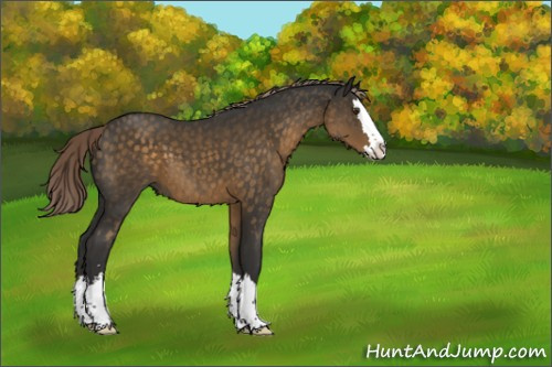 Horse Color:Chocolate Palomino Sabino Splash 