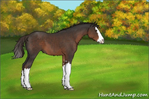 Horse Color:Liver Chestnut Sabino Splash 