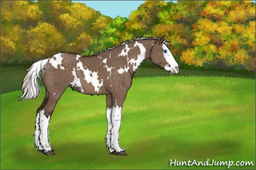 Horse Color:White Spotted Silver Brown Dun Splash 