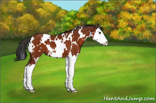 Horse Color:White Spotted Brown Sabino Splash 