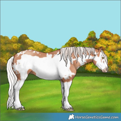 Horse Color:White Spotted Silver Sable Champagne Splash Frame 