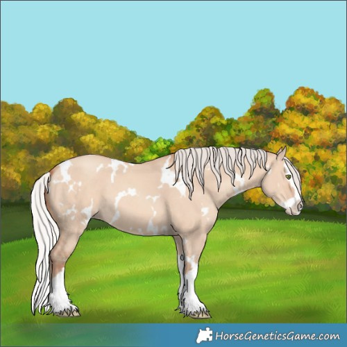 Horse Color:White Spotted Silver Sable Champagne Dun Splash 