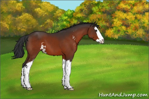 Horse Color:Brown Sabino Splash 