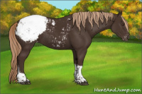 Horse Color:Liver Chestnut Tobiano Appaloosa 