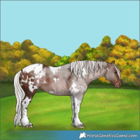 Horse Color:White Spotted Silver Brown Tobiano Appaloosa 