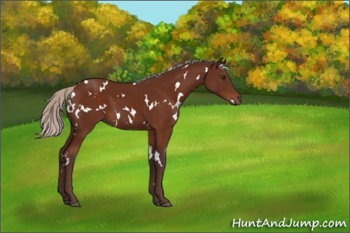 Horse Color:White Spotted Silver Brown 