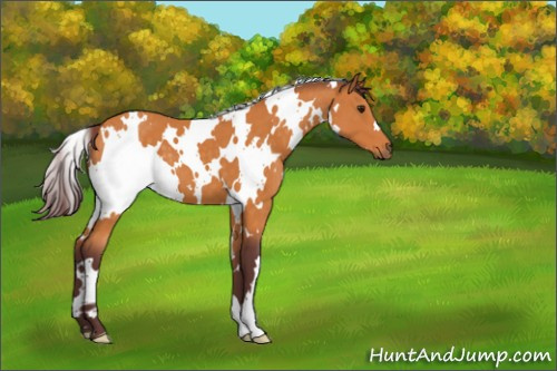 Horse Color:White Spotted Chocolate Buckskin 