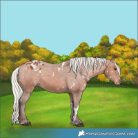 Horse Color:White Spotted Silver Bay Appaloosa 
