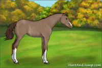 Horse Color:Liver Red Dun Rabicano 