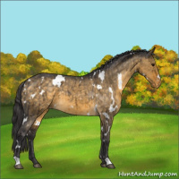 Horse Color:White Spotted Buckskin Dun Varnish Brindle 