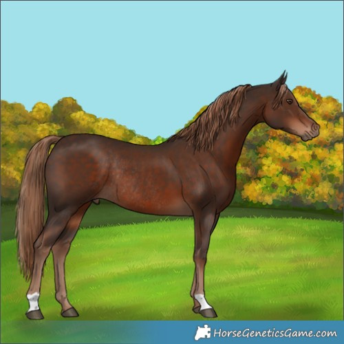 Horse Color:Liver Chestnut Rabicano 