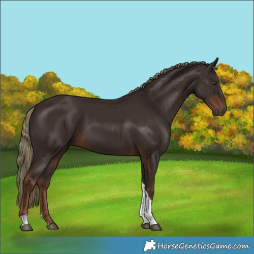 Horse Color:Liver Chestnut Tobiano 