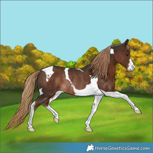 Horse Color:Liver Chestnut Tobiano Rabicano 