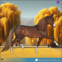 Horse Color:Liver Chestnut Rabicano 