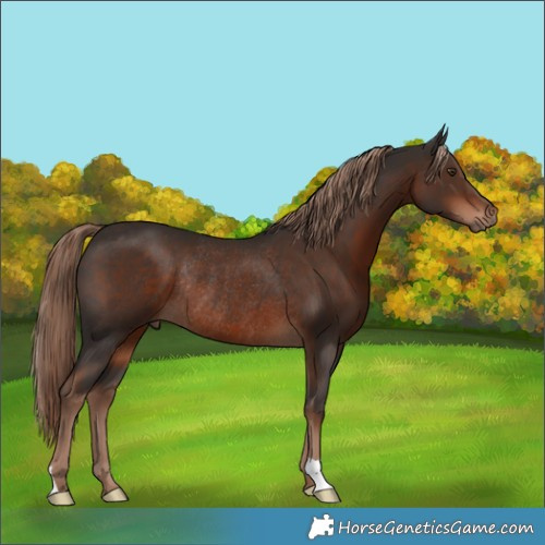 Horse Color:Liver Chestnut Rabicano 