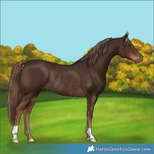 Horse Color:Liver Chestnut Rabicano 
