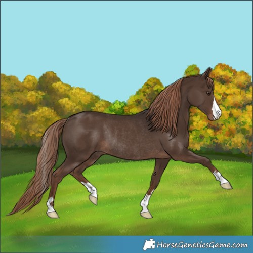 Horse Color:Liver Chestnut Rabicano 