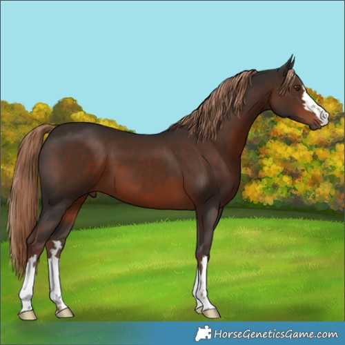 Horse Color:Liver Chestnut 