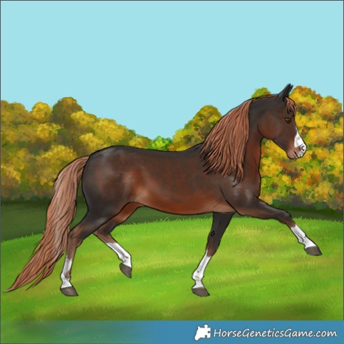 Horse Color:Liver Chestnut 