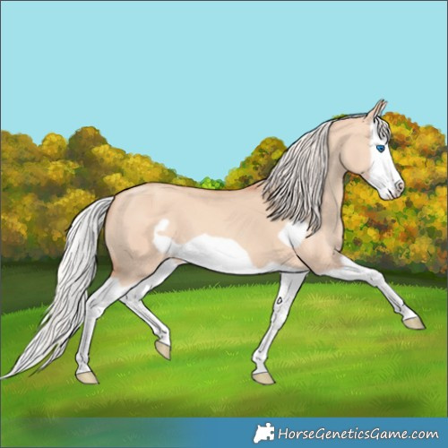 Horse Color:Silver Sable Champagne Dun Splash Frame 