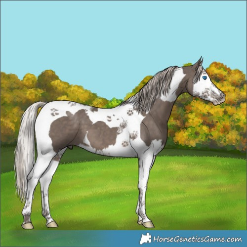 Horse Color:Silver Black Splash Tobiano 