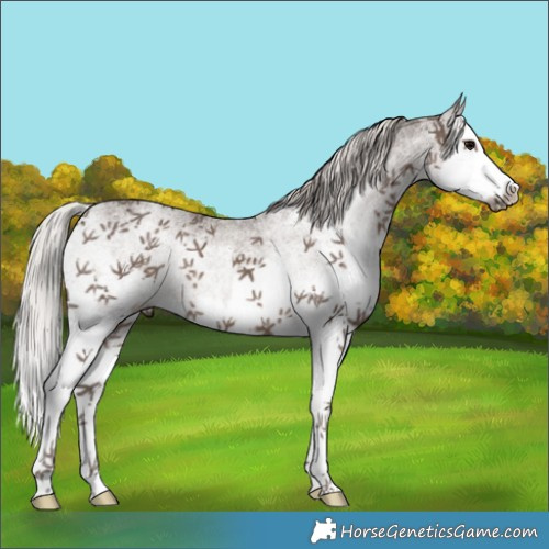 Horse Color:White Spotted Silver Black Splash 