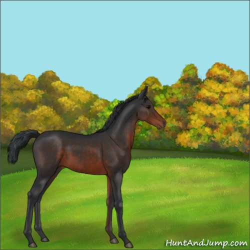 Horse Color:Brown 