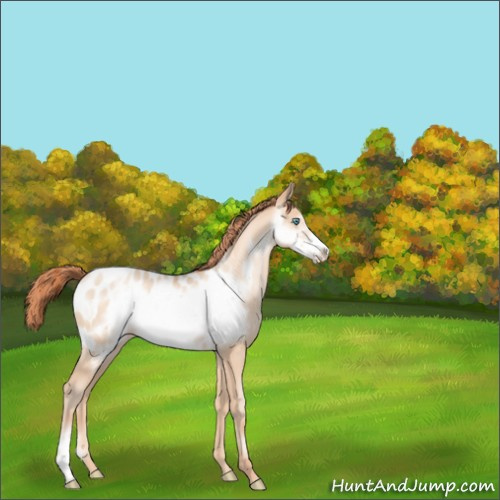 Horse Color:Amber Champagne Pearl Frame Appaloosa Rabicano 
