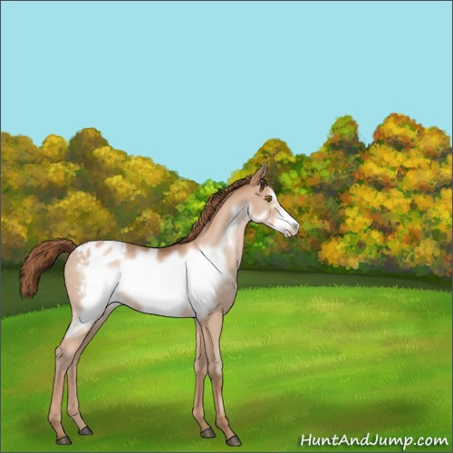 Horse Color:Brown Pearl Frame Appaloosa Rabicano 