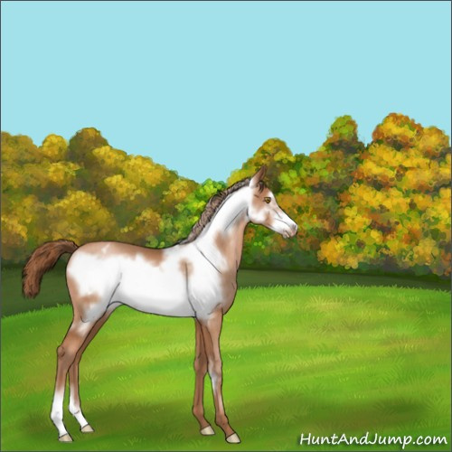 Horse Color:Bay Pearl Frame Appaloosa Rabicano 